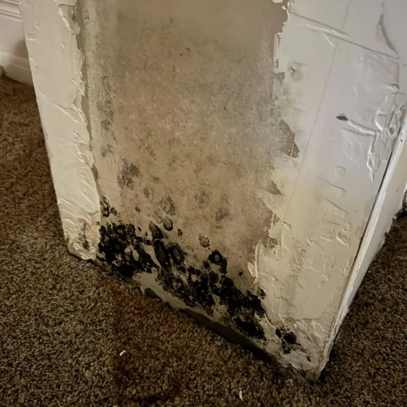 Professional Mold Removal in Hampton, AR